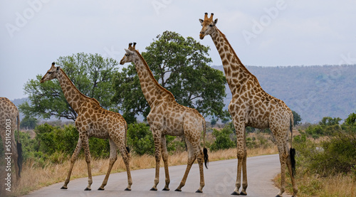 Giraffe herd  family standing together on safari on a hot summers day