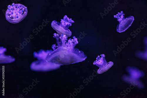 macro shooting under water mediterranean jellyfish