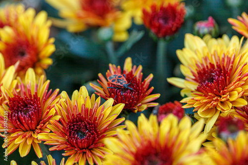 beautiful bushes of chrysanthemum flowers yellow and red colors