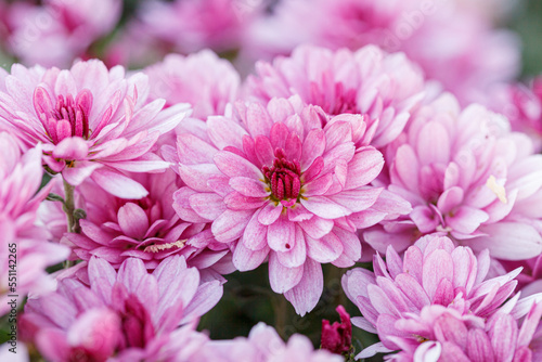 beautiful chrysanthemum flower bushes pink colors