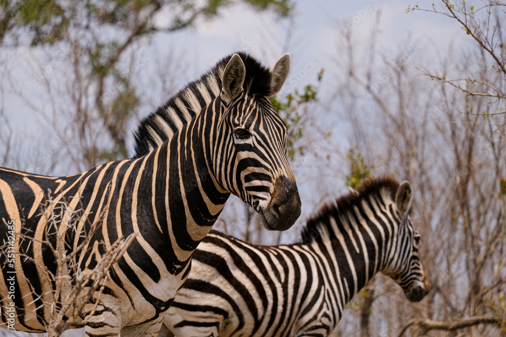 Fototapeta premium Burchell's or Plains Zebra in Africa , safari trip