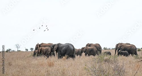 Herd of Elephants in Africa walking through the grass   safari trip