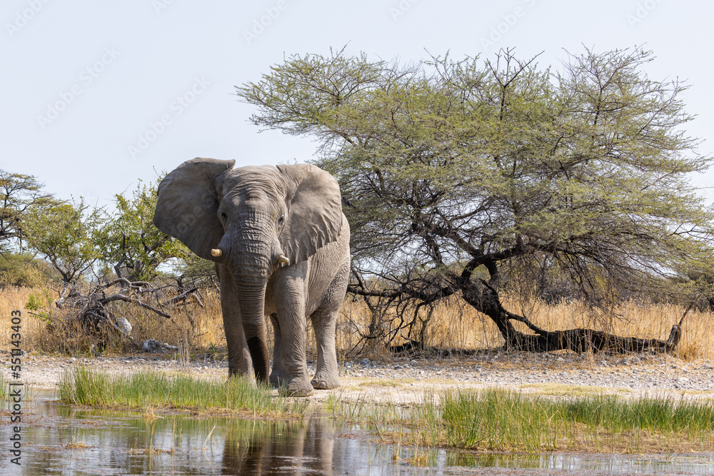 Fototapeta premium Afrikanischer Elefant.Loxodonta africana.(Blumenbach, 1797)