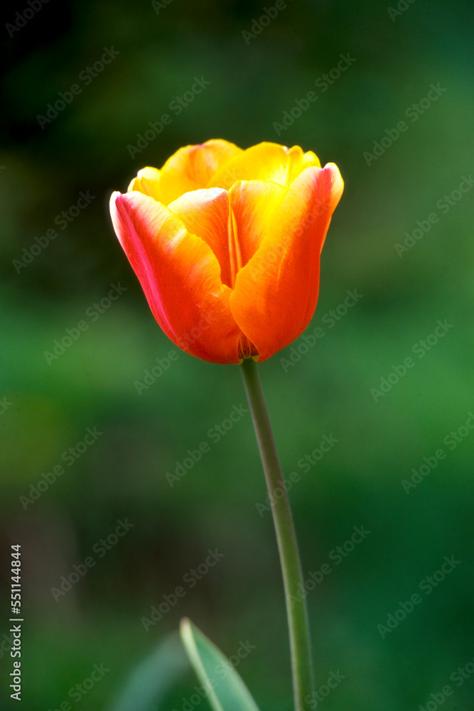 Single yellow, red tulip with blurred back round. Single yellow, red tulip with blurred back round.