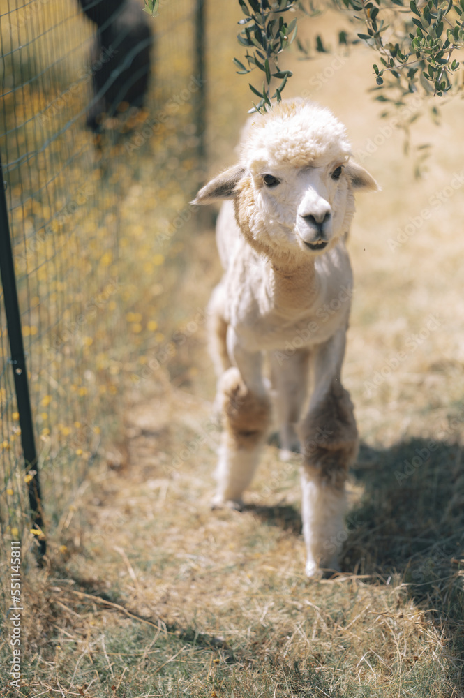 Fototapeta premium MioAlpaca_Tuscany