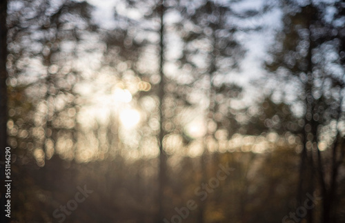 sun in the forest background with bokeh bubbles out of focus