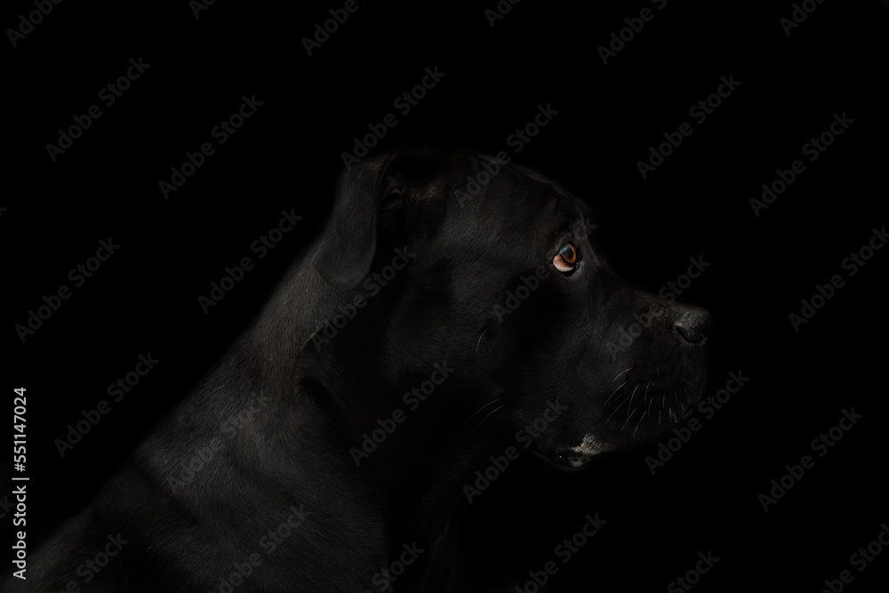 Cane corso black dog portrait on a black background Cane corso black dog portrait on a black background