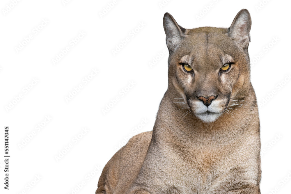 puma portrait isolated on white background puma portrait isolated on white background