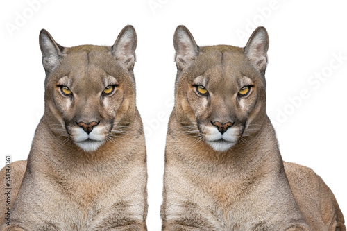 two puma portrait isolated on white background