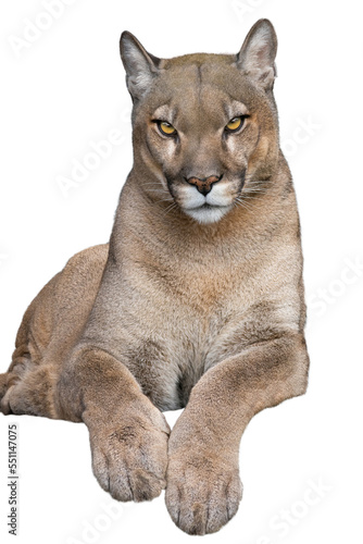 beautiful proud cougar lies isolated on white background