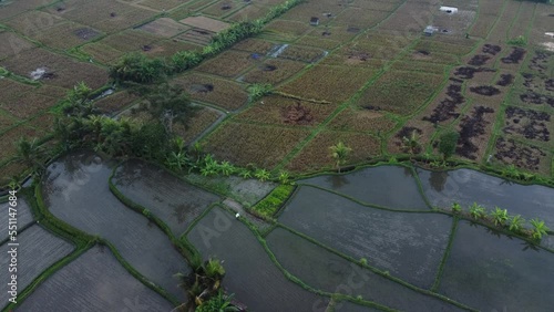 Rice fields in Bali