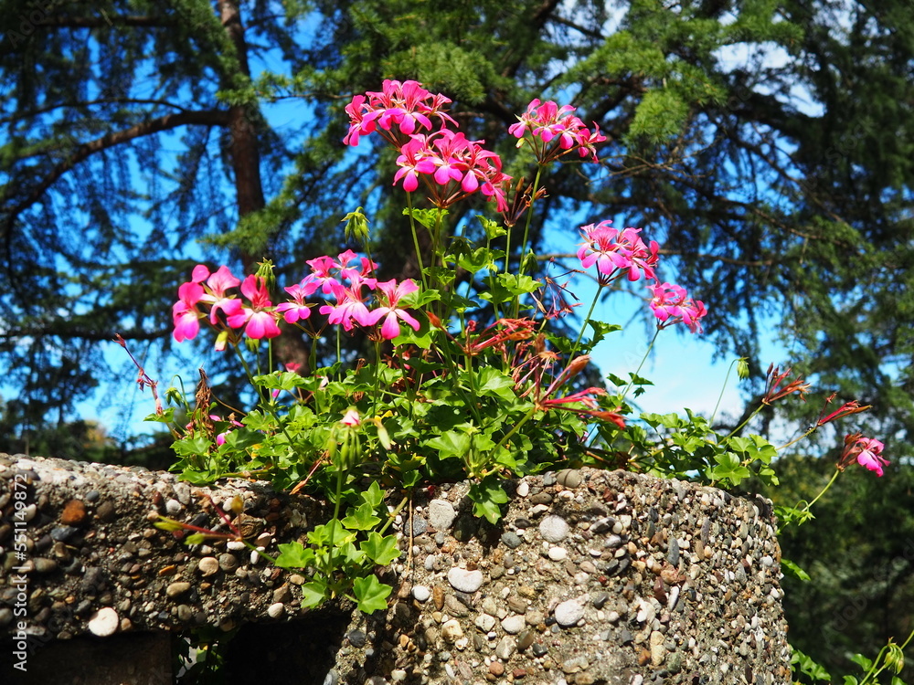 Blooming pink ivy geranium pelargonium, vertical design of landscaping of streets and parks. Beautiful large pelargonium geranium cranesbill flowers. Floriculture and horticulture. Banja Koviljaca.