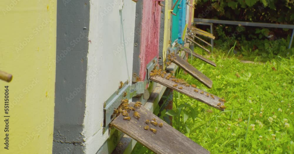 bee hives with working bees in the apiary on a sunny summer day.close-up. bee hives with working bees in the apiary on a sunny summer day.close-up.