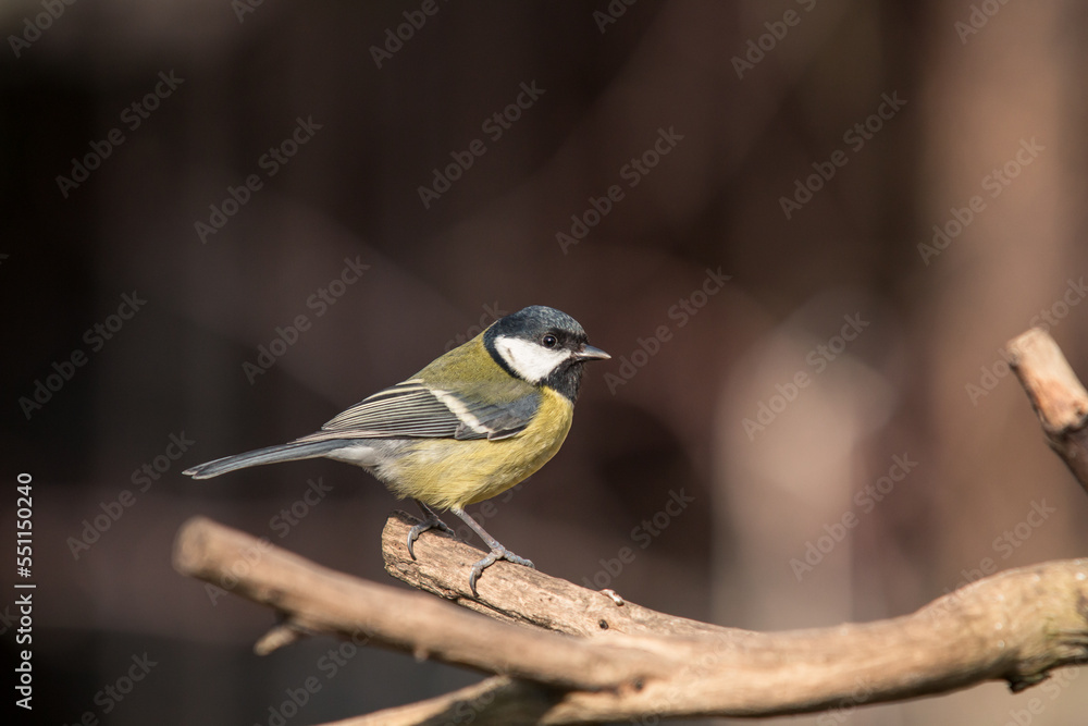 Fototapeta premium The great tit, known as Parus major in Latin, in the garden. It is a small black and yellow bird that lives near humans. It is a frequent visitor to gardens and winter bird feeders.