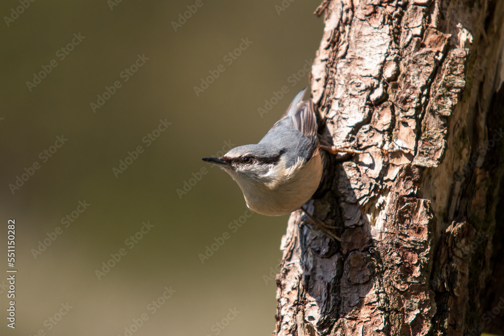 Eurasian Nuthatch ( Sitta europaea ) sitting on a tree trunk - a species of small, sedentary bird belonging to the nuthatch family ( Sittidae ). Eurasian Nuthatch ( Sitta europaea ) sitting on a tree trunk - a species of small, sedentary bird belonging to the nuthatch family ( Sittidae ).