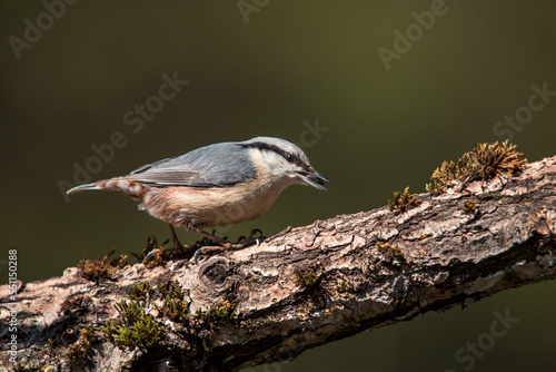 Eurasian Nuthatch (Sitta europaea) Sitting on a tree trunk with a sunflower seed in its beak- a species of small, sedentary bird belonging to the nuthatch family (Sittidae).