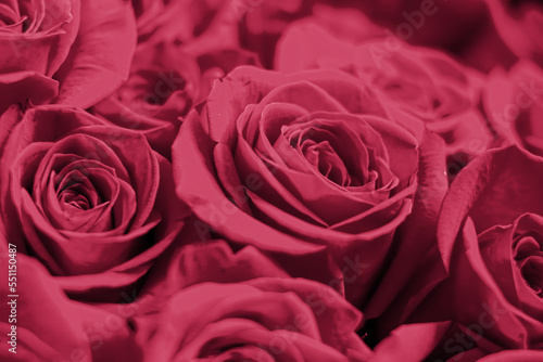 roses in red magenta color of year 2023 Viva Magenta. Demonstrating color of 2023 year for fashion  clothing and interior design industry. Many roses.Beautiful bouquet.Floral background for design