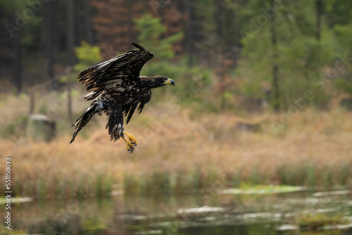 Bird of prey flying in The Bohemian Moravian Highlands. photo