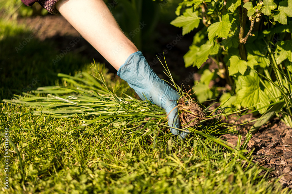 Weeding Definition weeding weeds and grass between currant fruit bushes. removing weeds ...