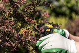 Pruning shrub branches in the garden with pruning shears. Pruning the barberry bush. Taking care of the garden. spring pruning of plants. well-maintained garden. blurred background.
