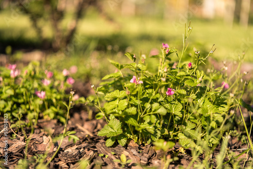 Rubus arcticus, the Arctic bramble or Arctic raspberry, spring blooming in the garden, small pink flowers on low bushes. well-kept garden. blurred background.