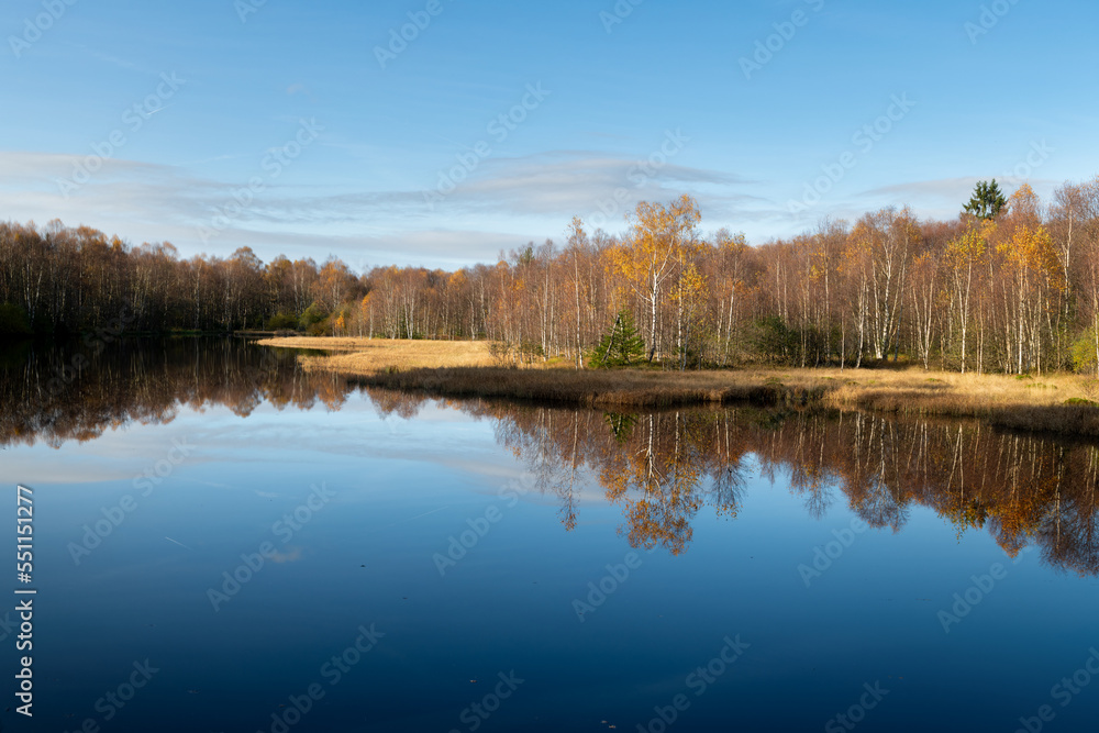 Die Moorbirke, der Baum des Jahres 2023 - Rhön. Die Moorbirke, der Baum des Jahres 2023 - Rhön.