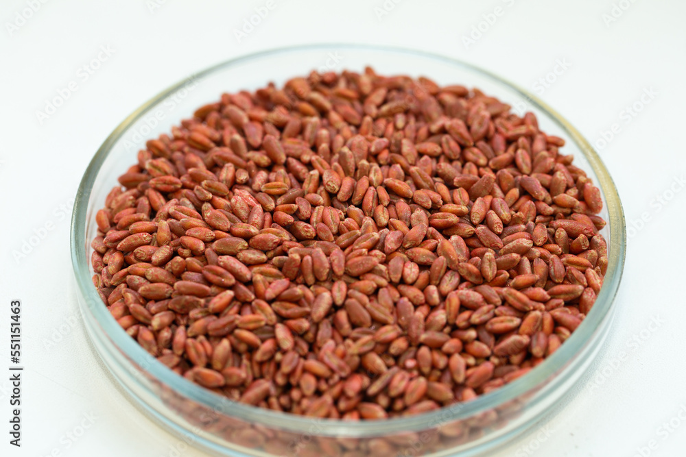 Wheat seeds, cereal seeds with red seed dressing or seed treatment Wheat seeds, cereal seeds with red seed dressing or seed treatment