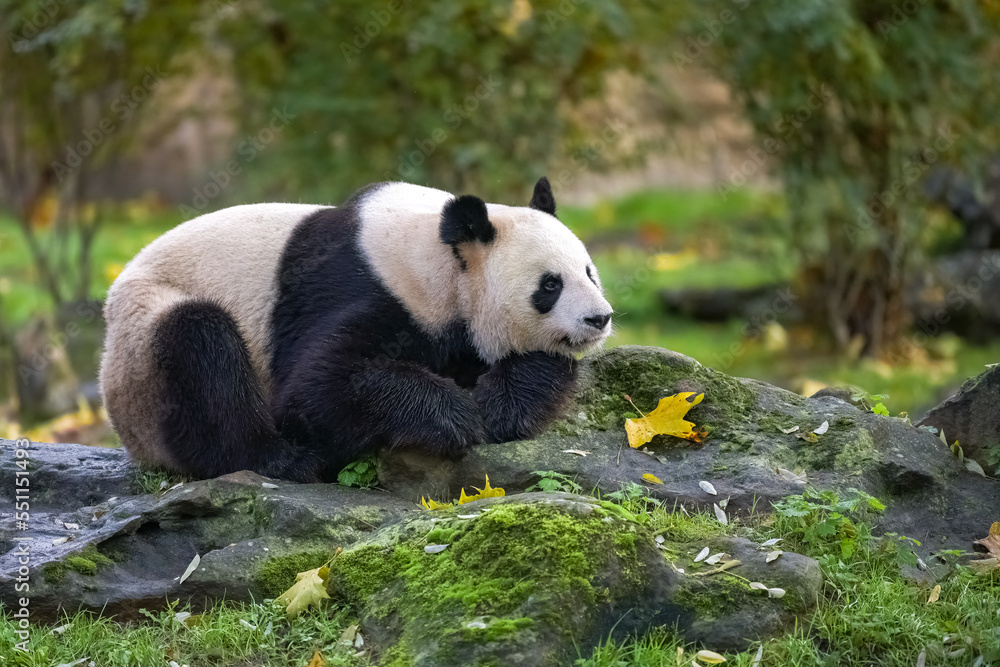 Fototapeta premium A giant panda lying on the grass, portrait in autumn 