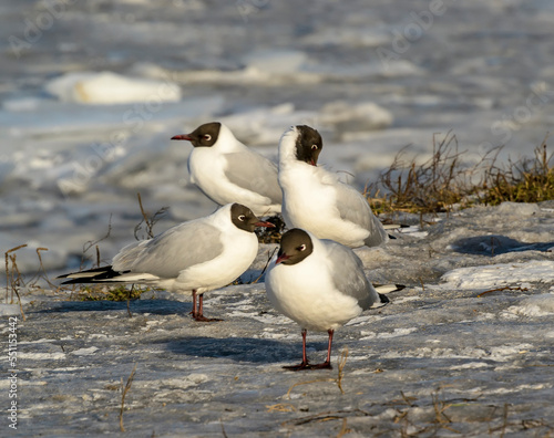 Seagulls on the banks of the Neva River on a cold winter day.