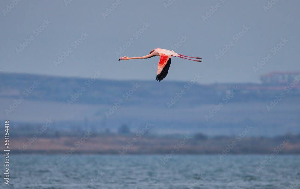 Pink flamingo in flight