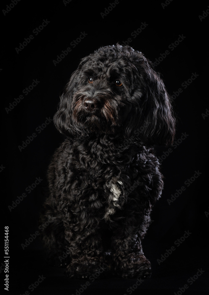 Cute black furry little dog sitting with black background