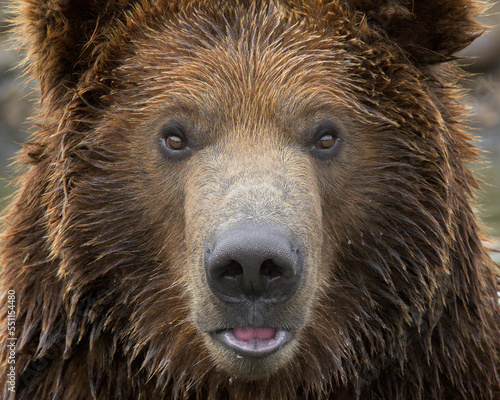 Extreme close-up portrait of a young male grizzly bear