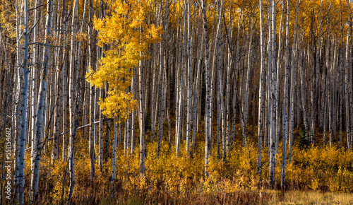 Aspen tree grove of golden autumn colors on the Kebler Pass in the Colorado Rocky Mountains - near Crested Butte on scenic Gunnison County Road 12  