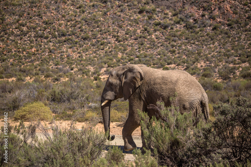 elephants in the African savanna. South Africa
