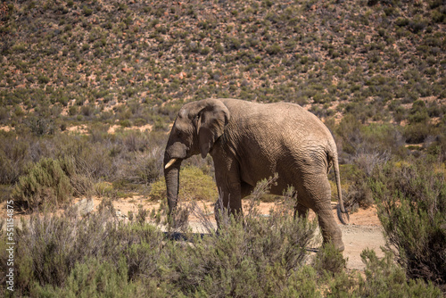 elephants in the African savanna. South Africa