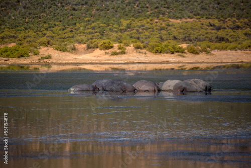 hippos in the swamp. South Africa
