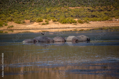 hippos in the swamp. South Africa