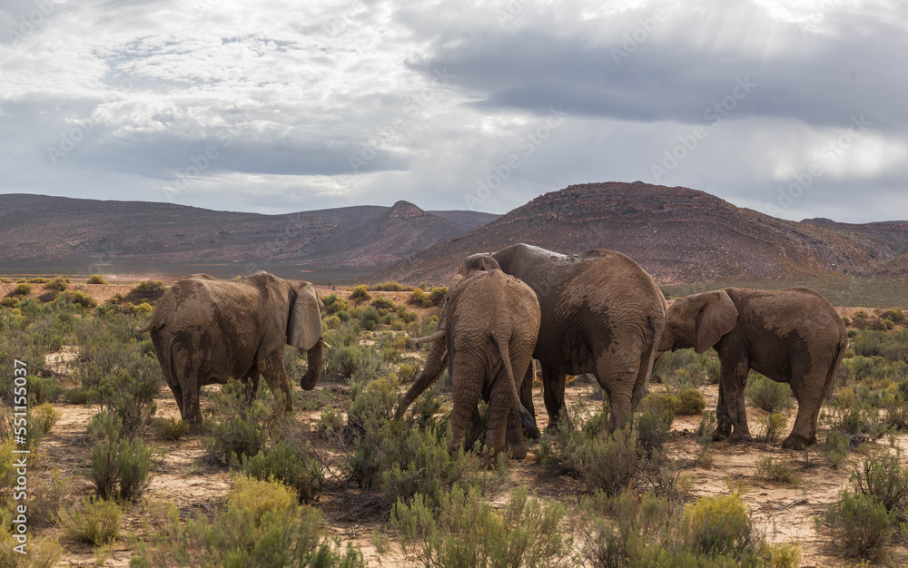 elephants in the African savanna. South Africa