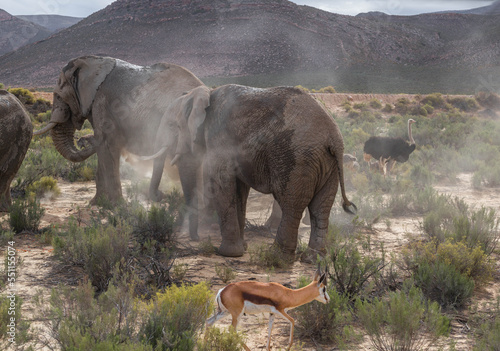 elephants in the African savanna. South Africa