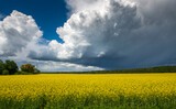 Thunderstorm approaching the agricultural field with blossoming rapeseed