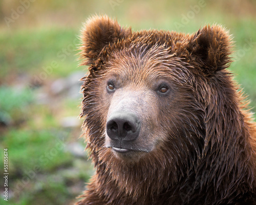 Close-up portrait of a young male grizzly bear