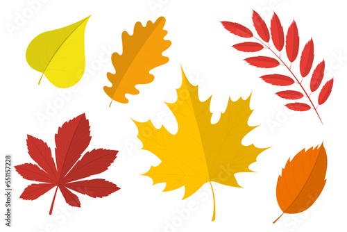 Autumn leaves set, isolated on white background. Set of colorful autumn leaves. Set of yellow leaves. Autumn design element. Autumn leaf. Vector illustration