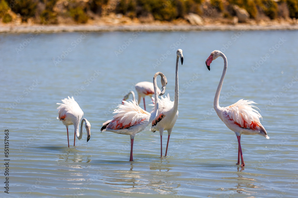 Pink flamingos on a salt lake close-up, copy space