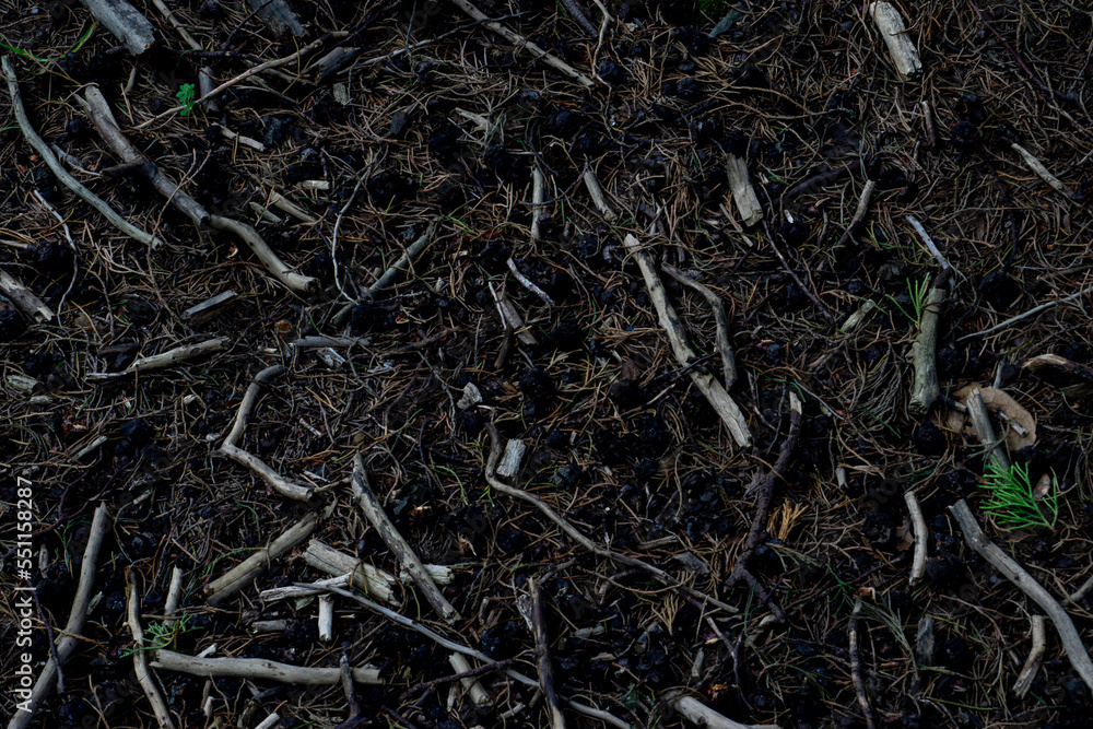 texture of cypress branches and seeds in the soil texture of cypress branches and seeds in the soil