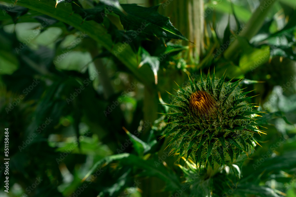 Closeup of thistle blossom and spikes Closeup of thistle blossom and spikes