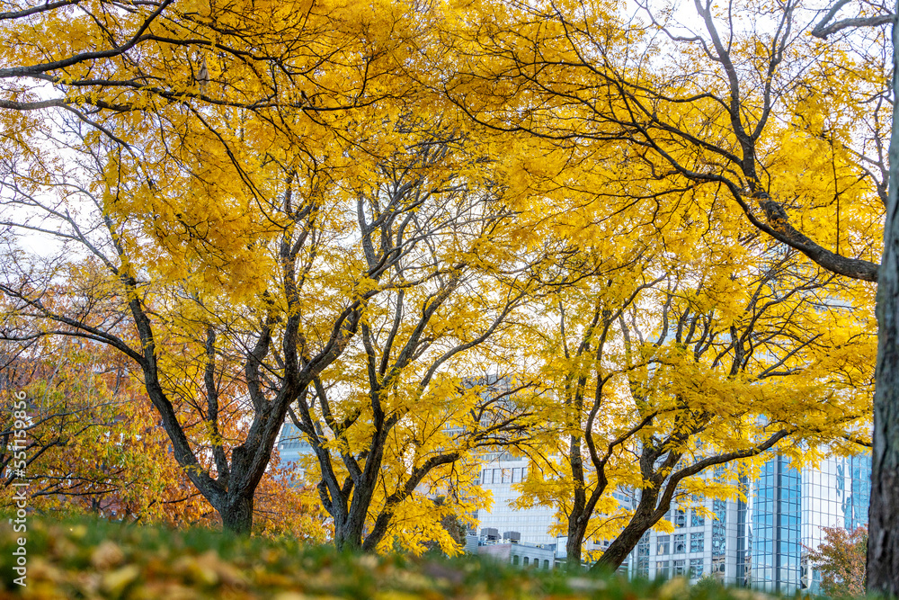 Bright yellow trees in a park in the fall