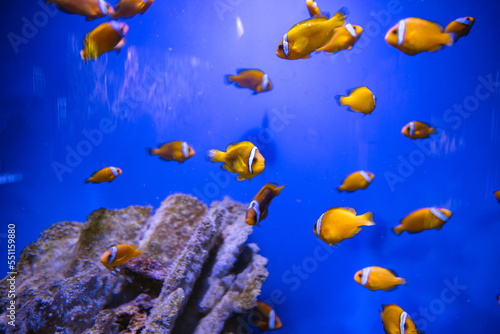 different fishes in aquarium for design purpose