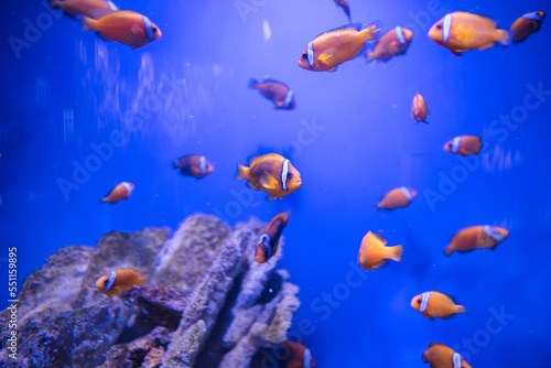 different fishes in aquarium for design purpose