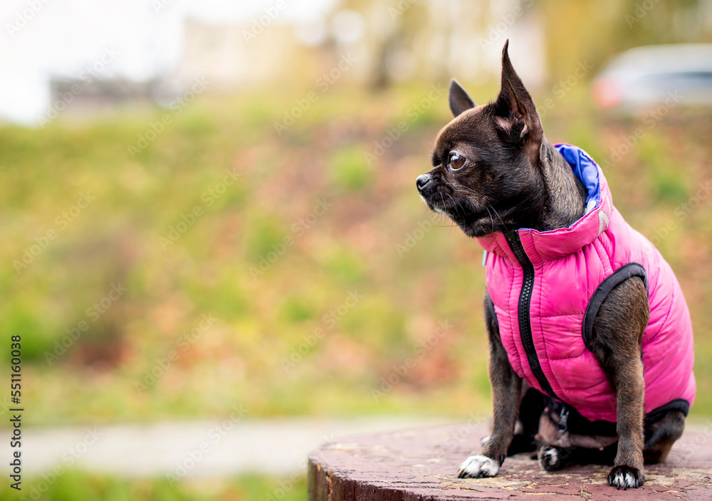 A chihuahua dog in a pink vest sits on a background of blurred trees. A beautiful dog looks away. The photo is blurred