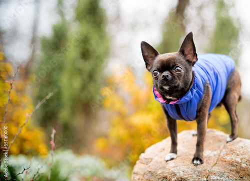Fototapeta Naklejka Na Ścianę i Meble -  A dog of the Chihuahua breed is wearing a blue vest. A very cute dog is sitting on a stone covered with moss against a background of blurred trees. The photo is blurred